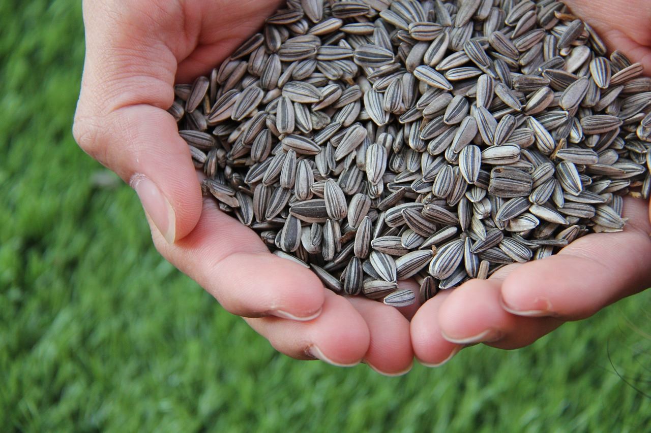 I vantaggi del Pellet di Girasole: la migliore alternativa al legno