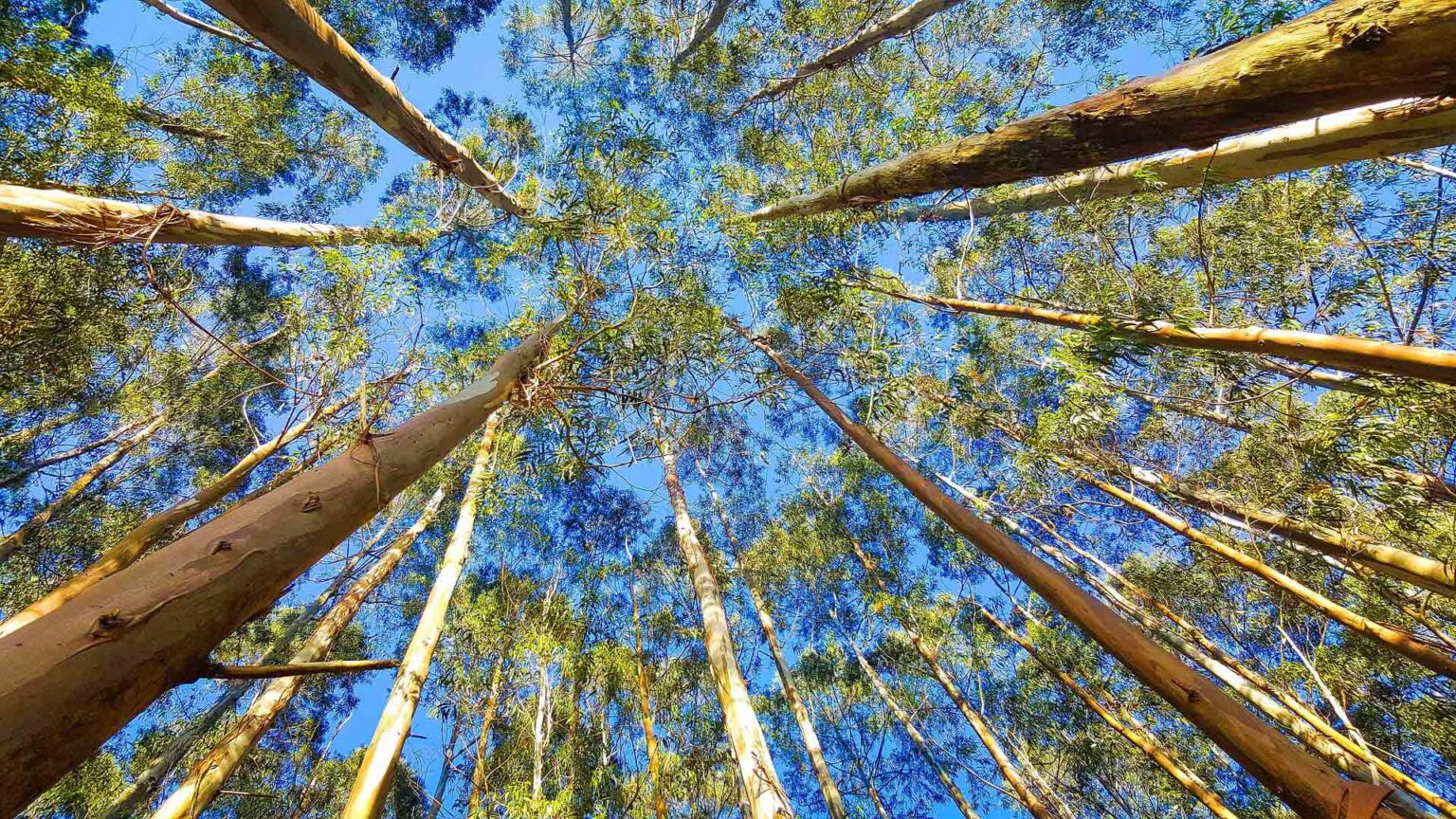 Pellet di Eucalipto o Eucalytpus dal Brasile