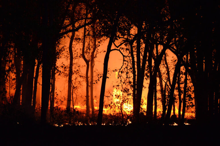 Dall'incendio al pellet sull'Isola dei Canguri in Australia